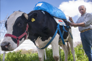 Argentine cow