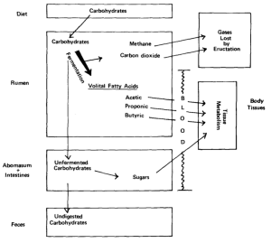 Cow digestion of carbs