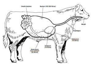 enteric fermentation | The Lyncean Group of San Diego