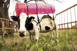 Daily Mail cow methane collector