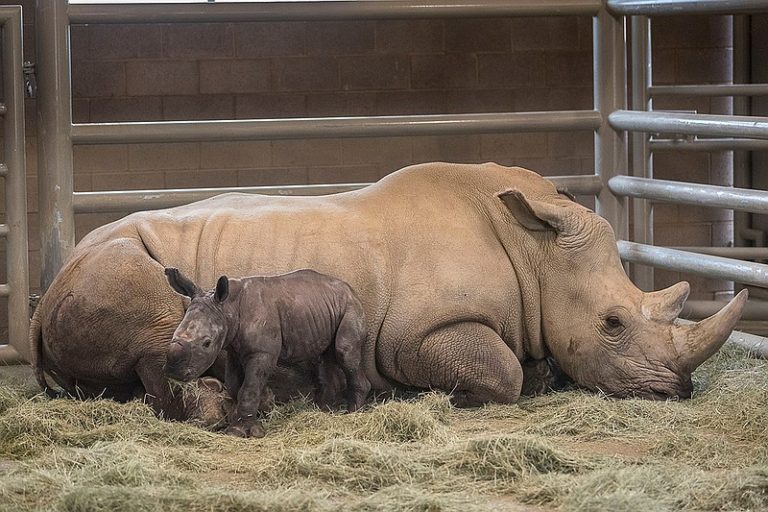 gestation period of rhino